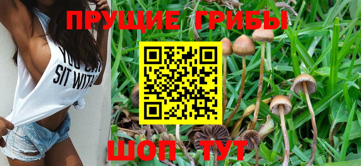 Псилоцибиновые грибы Psilocybe Клин